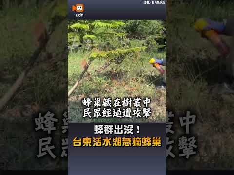 【地方】蜂群出沒！台東活水湖急摘蜂巢 thumbnail