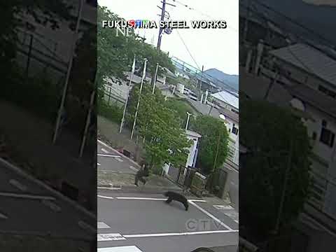 Video shows the moment a bear attacks a man walking in Japan thumbnail