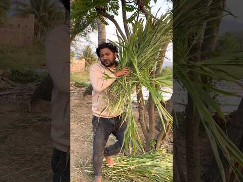 Best Mutton Fry Piece Biryani in Vijaywada | Eating Chilli Egg Fry #shorts #foodie thumbnail