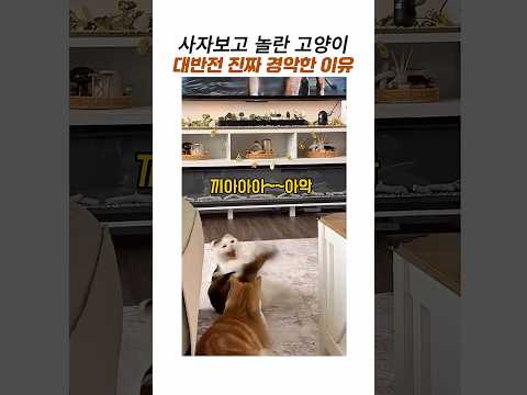 사자보고 놀란 고양이가 다른거 보고 완전 놀란이유#웃긴동물#삼색이#치즈냥#귀여운고양이 thumbnail