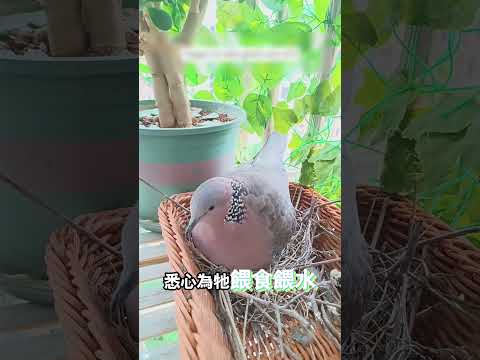 意外收穫一窩鳥鄰居！ thumbnail