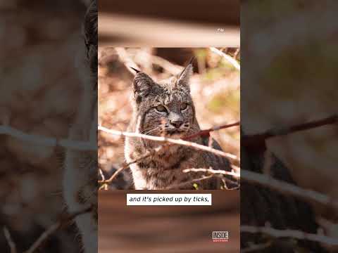 What Is 'Bobcat Fever' And How Can You Protect Your Cat? #shorts thumbnail