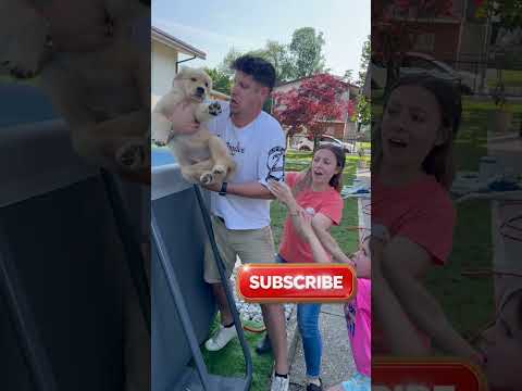 Aurora salva Boris dalla piscina #shorts thumbnail