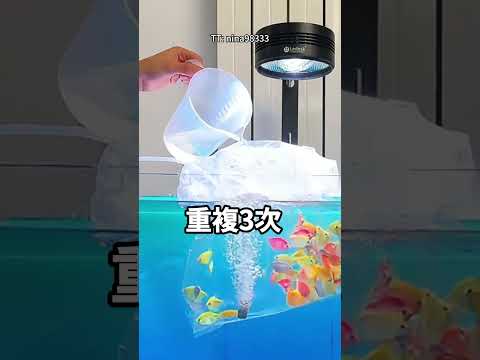魚剛買回家，千萬別直接倒進魚缸！ thumbnail