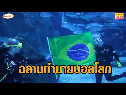 ฉลามบราซิลทำนายผล 'บราซิล' คว้าชัยเหนือ 'โมร็อกโก' นัดเปิดสนามฟุตบอลโลก thumbnail