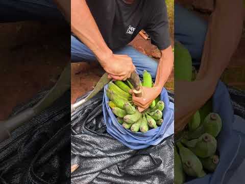 Cara Menyem Pisang Agar Cepat Matang Sempurna dan Merata #fyp #shorts #viralvideo thumbnail