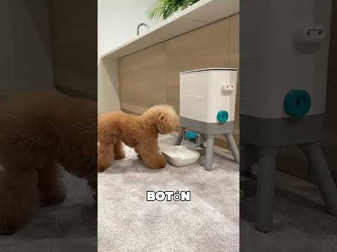 Este Perrito Rellenó La Máquina Él Solo 🥺❤️ thumbnail