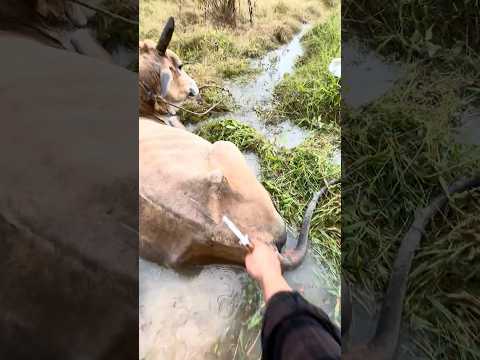 Pemberian vitamin penguat imun pada sapi tumbang #cow #shorts #animals thumbnail