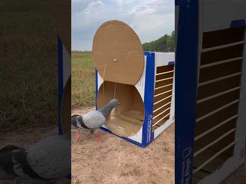 Amazing Quick Pigeon Trap Using Cardboard Box #youtubeshorts thumbnail