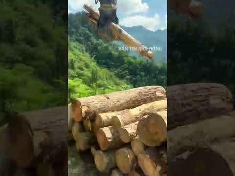 Chiếc máy xúc khiến việc bốc gỗ nhẹ như không thumbnail