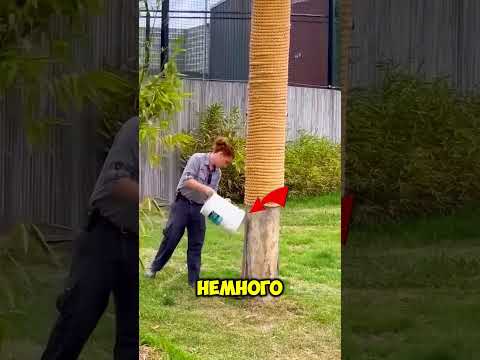 Никогда не лезь на дерево от тигра! 😳 thumbnail