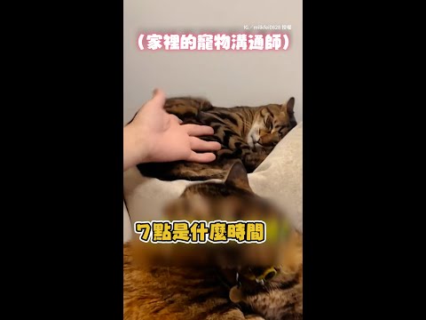 【有溝通但沒聽】貓貓太早起床　被奴才碎唸竟還頂嘴XD #Shorts thumbnail
