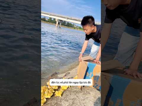 Những chú vịt con tinh nghịch và cậu chủ khó tính thumbnail