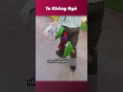 Khi mấy con thú chuyển nhà 🦜🐘 #takhongngu thumbnail