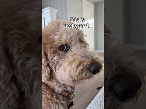 💔 I saw that going differently #dogs #dogcomedy #valentinesday thumbnail