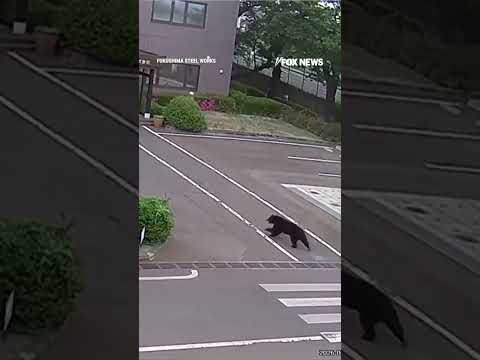 WATCH: Bear charges through factory parking lot chasing workers and injuring four people thumbnail