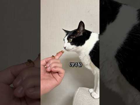 무슨 고양이가 먹는척을 하냐? thumbnail