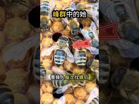 宏宏的峰群中?一眼就找到她? thumbnail