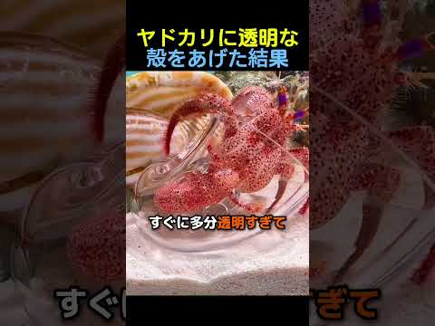 ヤドカリに透明な殻をあげた結果🐚🦀 #ヤドカリ #カニ #動物 thumbnail