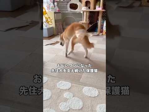 車に撥ねられ瀕死状態だった柴犬エン。そんなエンが回復後、散歩中に発見した子猫のちまきを保護して育て、今度はちまきがエンを介護し看取るまでの物語。 #保護猫 #子猫 #柴犬 #shorts thumbnail
