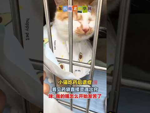 猫: 咪的天，我的嘴怎么开始发苦了 thumbnail