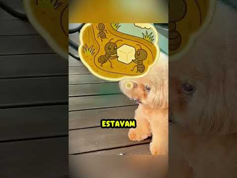 Esse cachorrinho foi muito bondoso! 🐶🥰 thumbnail