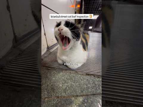 LOAF RATING: found a rare cute calico escalator cat! thumbnail