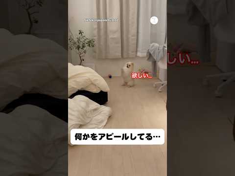 犬が必死に欲しがっていた物がこちら…  #ポメラニアン #犬　#かわいい犬 #かわいい #面白い犬 thumbnail