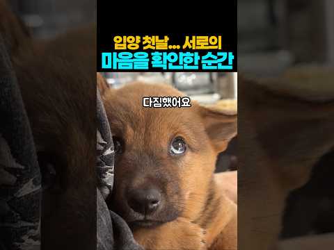❤️660만뷰❤️입양 첫날... 서로의 마음을 확인한 순간 다짐했어요 #강아지입양 #강아지 #댕댕이 #애견영상 thumbnail