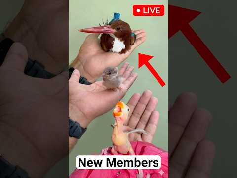 New Family Members In House ❤️ thumbnail
