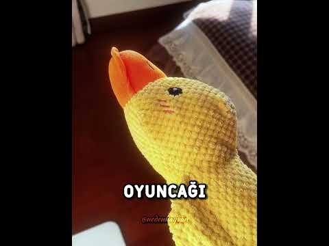 Kaybolan Köpeğini Gördüğünü Sandı ?? #shorts thumbnail