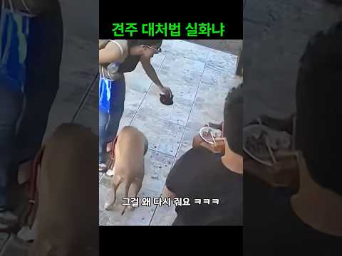 견주 대처법 실화냐 ㅋㅋㅋ thumbnail