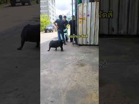 2พ่อลูกมีปัณหากับอู่ข้างๆอีกแล้ว  เงินไม่หากาแต่เรื่อง#funny thumbnail