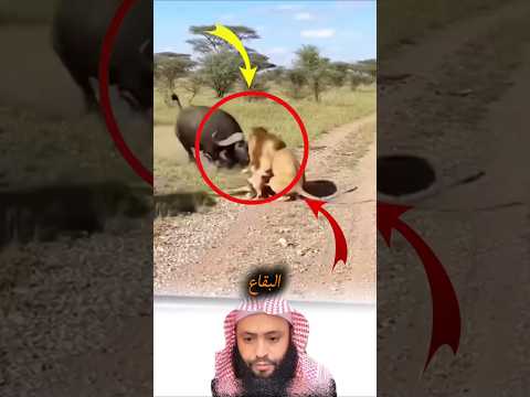 لحظة لا تصدق القوة الخارقة للجاموس الأفريقي في مواجهة المفترس​#عالم_الحيوان #وثائقي #الطبيعة #حياة thumbnail
