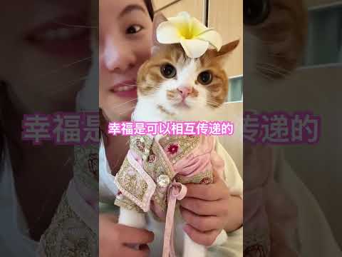 幸福是可以相互传递的，这就是爱 #cat #喵哥是萌新 #貓咪日常 thumbnail