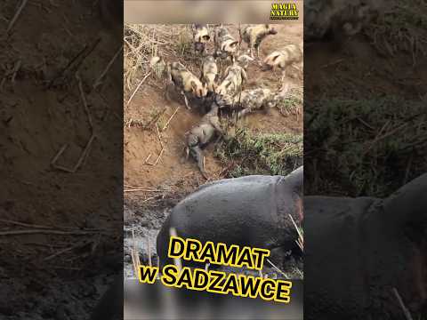 Hipopotam Atakuje Likaony i Antylopę thumbnail