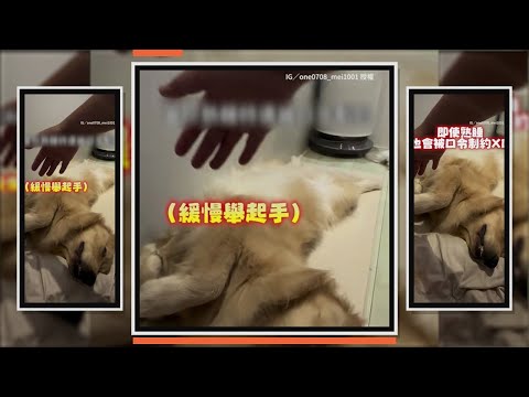 阿金正睡得香甜　聽主人「握手」牠竟馬上伸手XD thumbnail