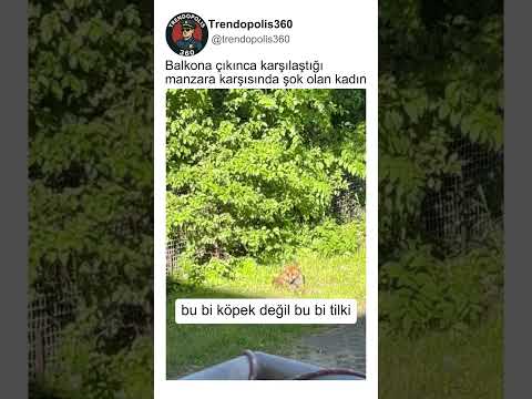 Balkona Çıkınca Karşılaştığı Manzara Karşısında Şok Olan Kadın🦊🤔 thumbnail