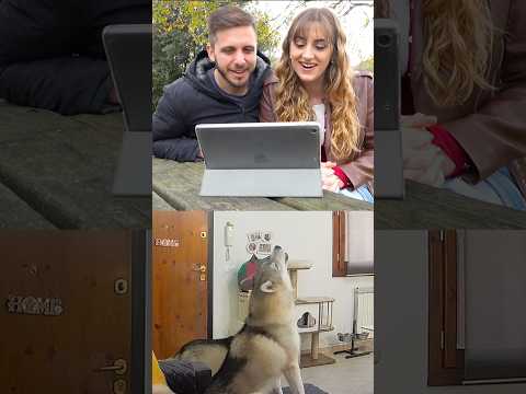 SPIO i miei CANI mentre sono a CASA da SOLI 🫣🐶🫢 #dog #dogs #dogchallenge #cane #cani thumbnail