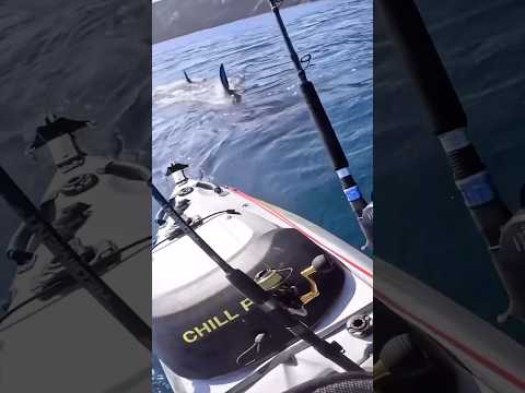 He Got Stalked By A Great White Shark… thumbnail