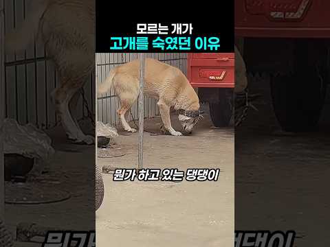 "와 대단하네?..." 바닥 쳐다보던 댕댕이의 기막힌 능력 thumbnail