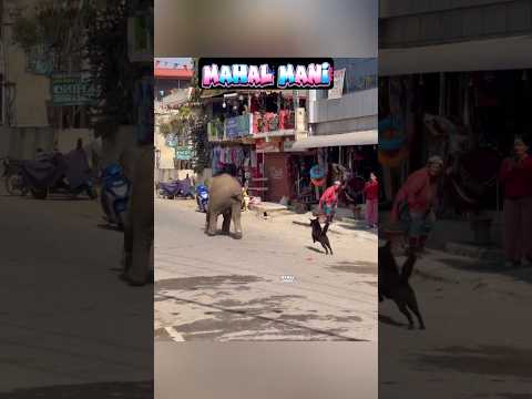 கோல்டு குட்டி ? மம்மி? நில்லுடா கோல்டு குண்டு பயலே ? நன்றி கெட்ட நாயே ? வாயில்லா ஜீவன் பா ? #shorts thumbnail