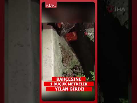 Hatay'da bir evin bahçesine 1.5 metrelik yılan girdi! #shorts thumbnail