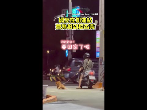 【柴不理你】柴柴在加油站「四輪鎖死」不肯走　網笑：這隻很純 #Shorts thumbnail