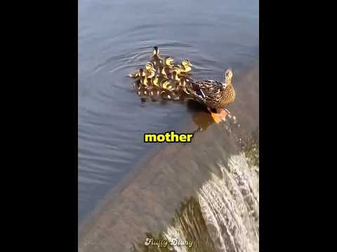 This mother duck saves her baby ??? thumbnail
