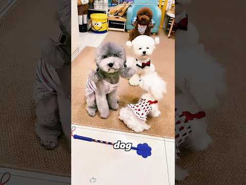 This dog is very sad... because it's been misunderstood#shorts thumbnail
