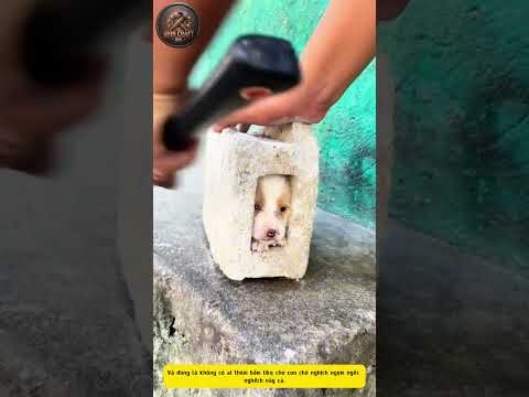 Con chó nghịch ngợm chui đầu vào viên gạch thumbnail