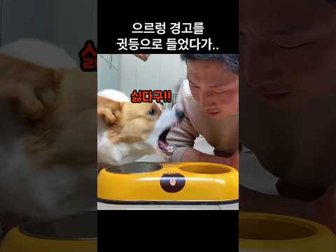 "또 무서운 척 한다ㅋㅋ" 댕댕이 경고를 우습게 본 주인의 결말 thumbnail