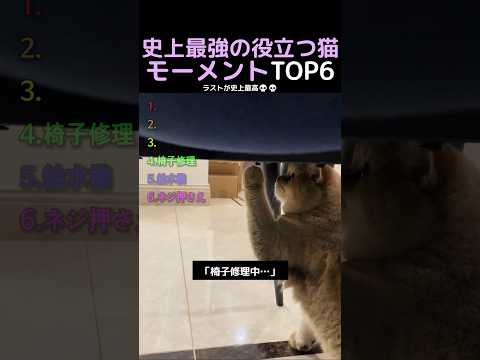 史上最強の役立つ猫モーメントTOP6 thumbnail