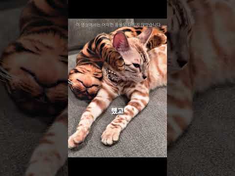 그냥 길고양이인 줄 알았다 🐱😊 thumbnail